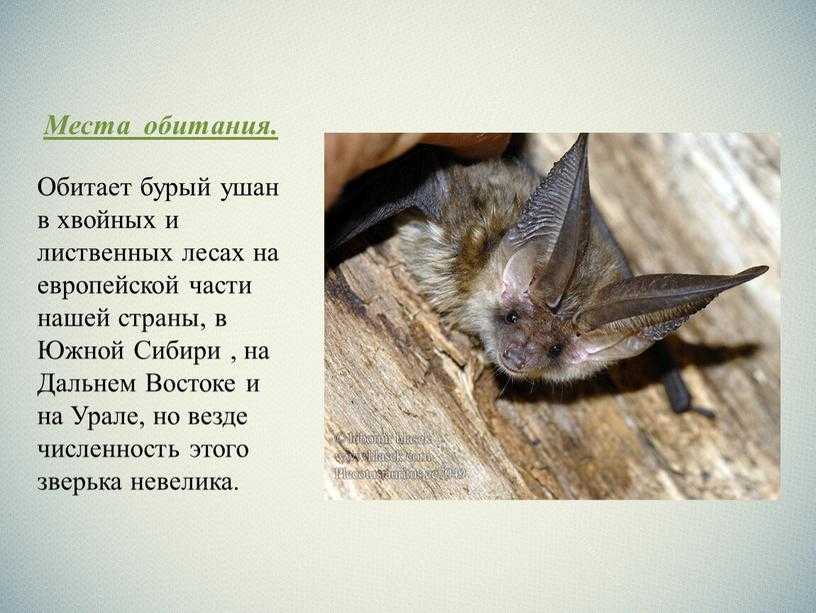 Летучая мышь: описание животного для детей. где живет, чем питается и как размножается летучая мышь?