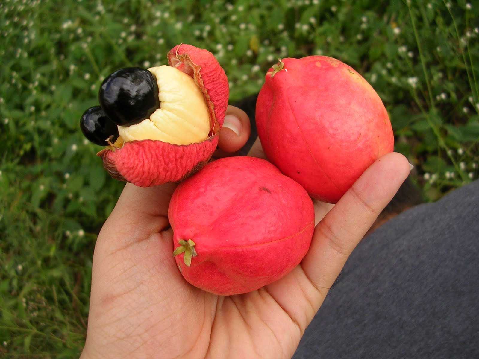 Фрукт Ackee Ямайка