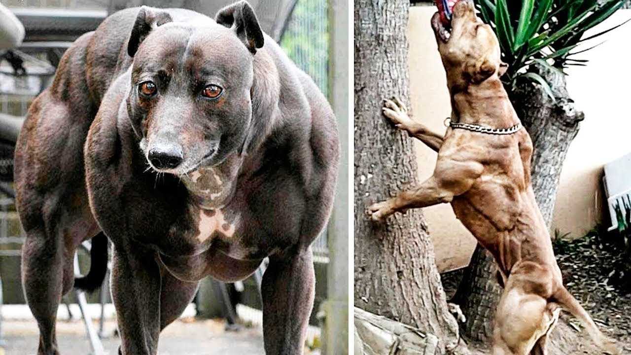 Большая сильная собака