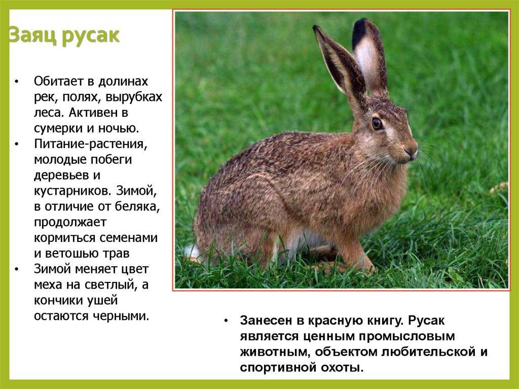 План рассказа русак