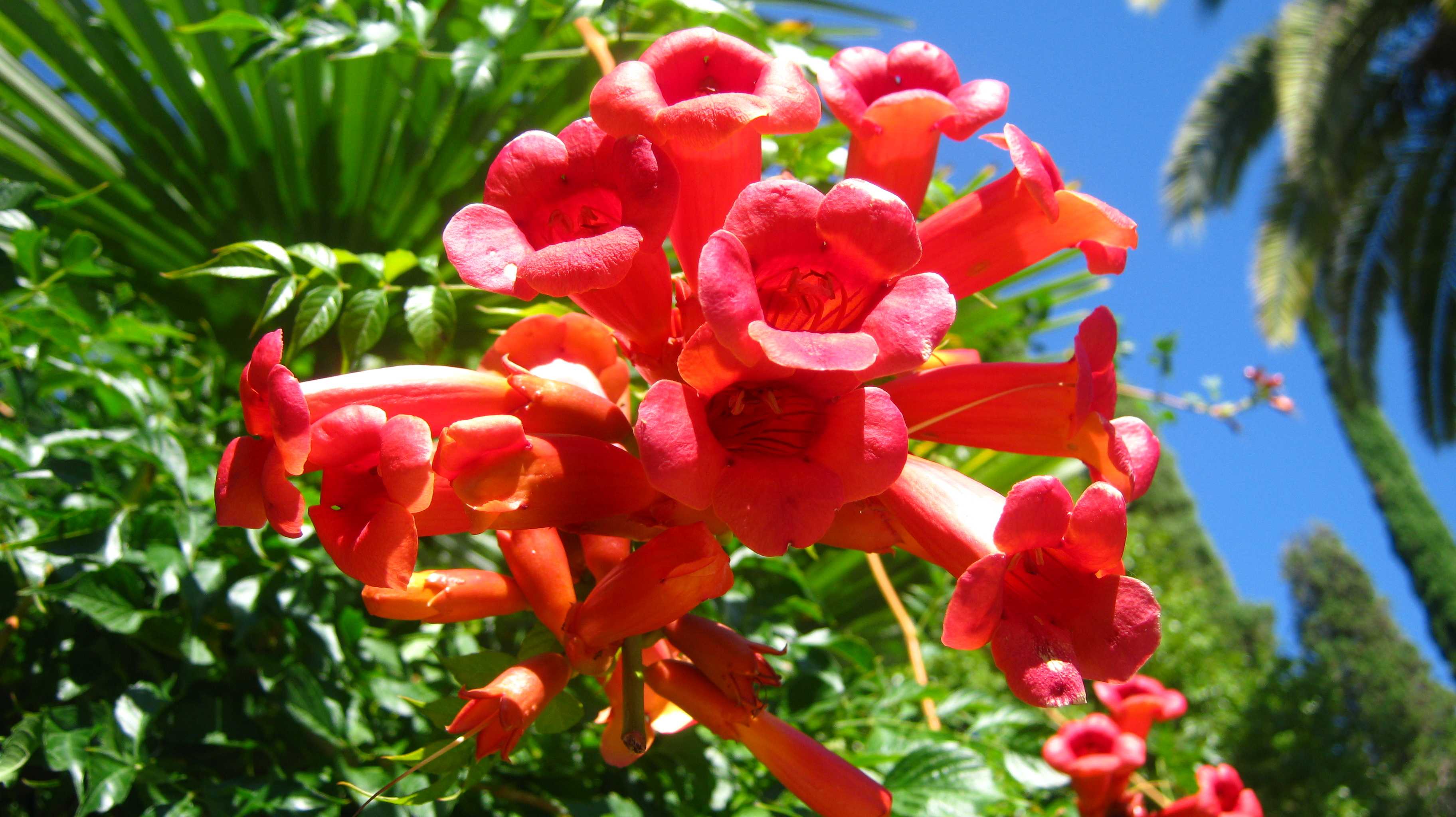 Цветок субтропики Олеандр