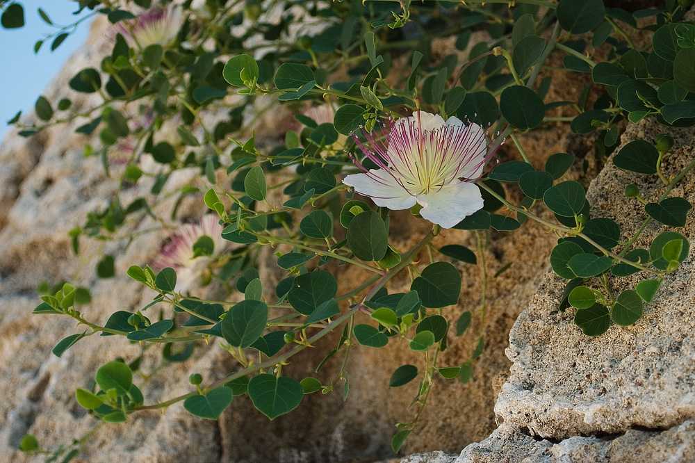 Растения в греции фото с названиями