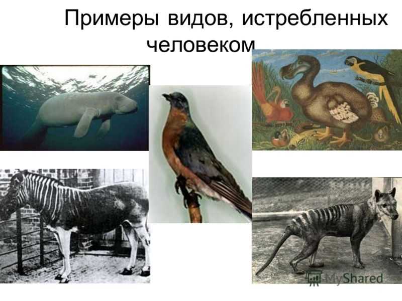 Самые большие животные в истории и ныне живущие