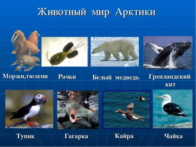 193 самых интересных факта об антарктиде