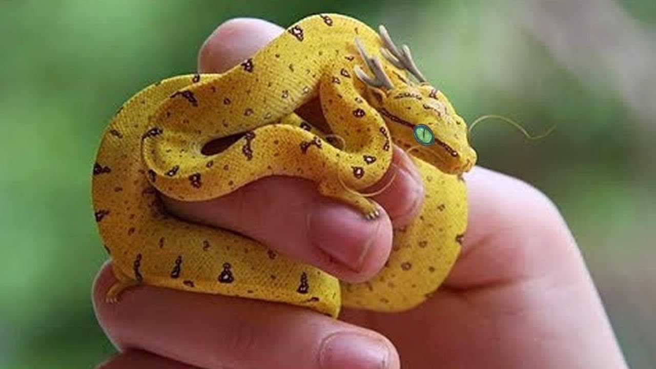 10 самых ядовитых змей в мире