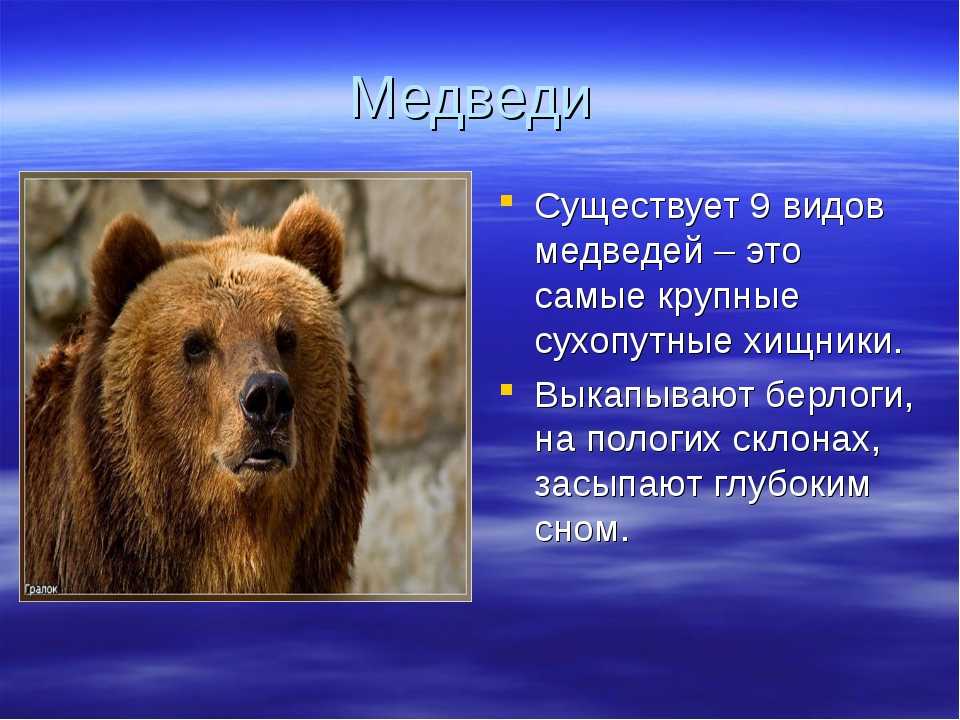 Бурый медведь приспособления. Описание медведя. Разновидности медведей. Медведь фото и описание. Животные типа медведя.