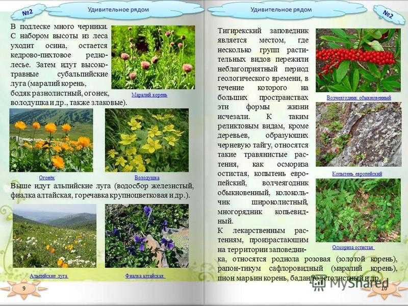 Топ 10 самые красивые птицы в мире