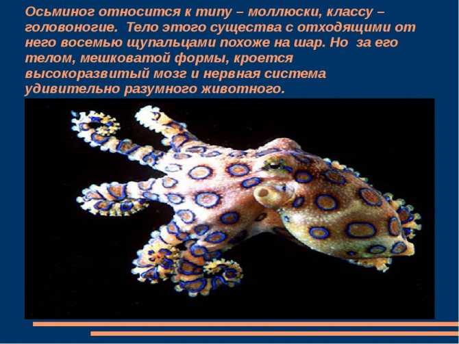 Топ 11 животных-долгожителей: названия, возраст, описание и фото