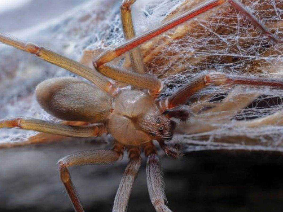 Восьмиточечный крабовый паук