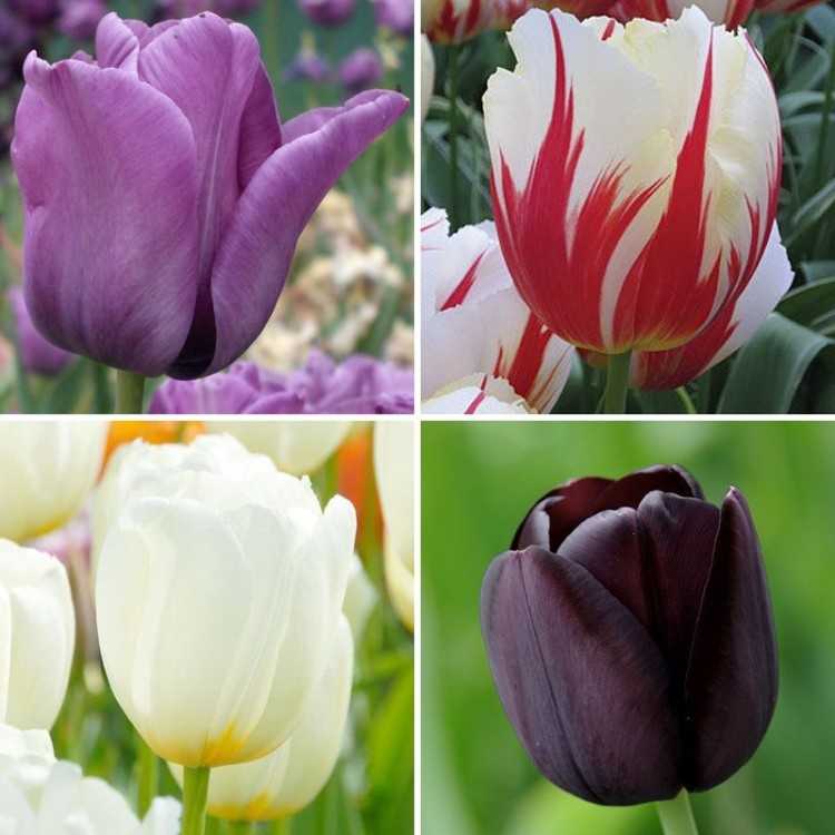 Тюльпаны разновидности с названиями с фото