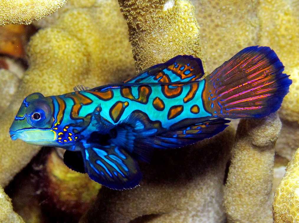Самые необычные аквариумные рыбки фото и названия