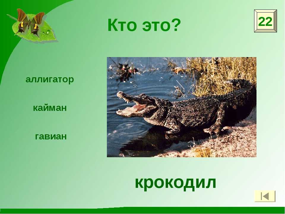 Крокодилы