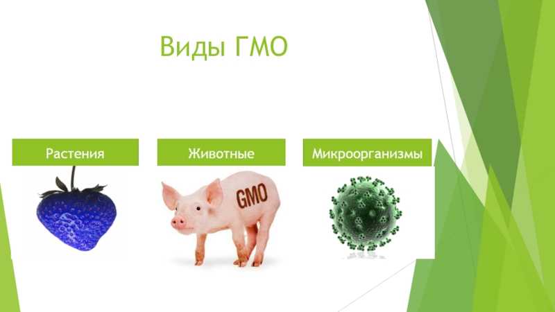 Гмо: что это, в каких продуктах, плюсы и минусы | рбк тренды