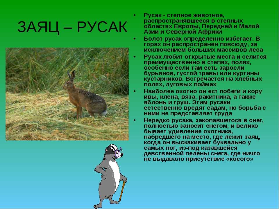 План рассказа русак