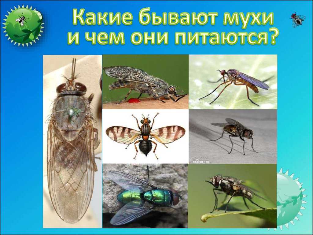 Польза мух. Название мух. Разные породы мух. Разные мухи. Какие разновидности мух бывают.