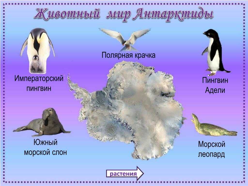 Антарктида животные и растения картинки