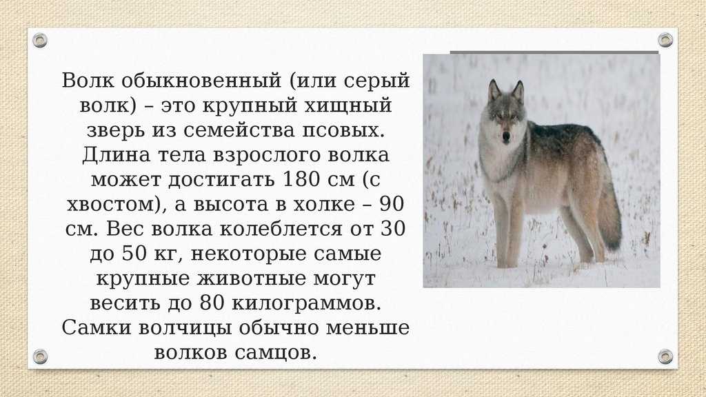 10 самых красивых видов волков планеты