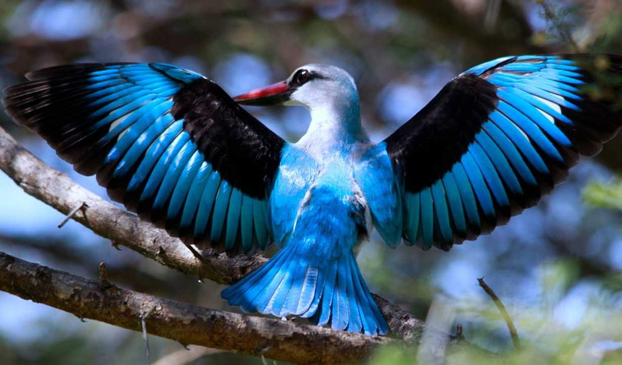 Красивые птицы фото и названия