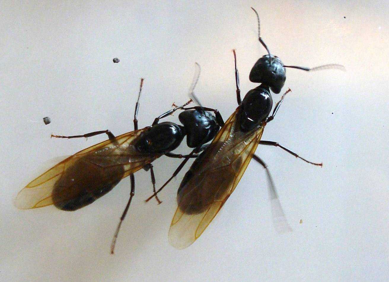 Крылатых муравьев. Мошки похожие на муравьев с крыльями. Крылатые муравьи. Муравьи с крыльями. Летающие муравьи.