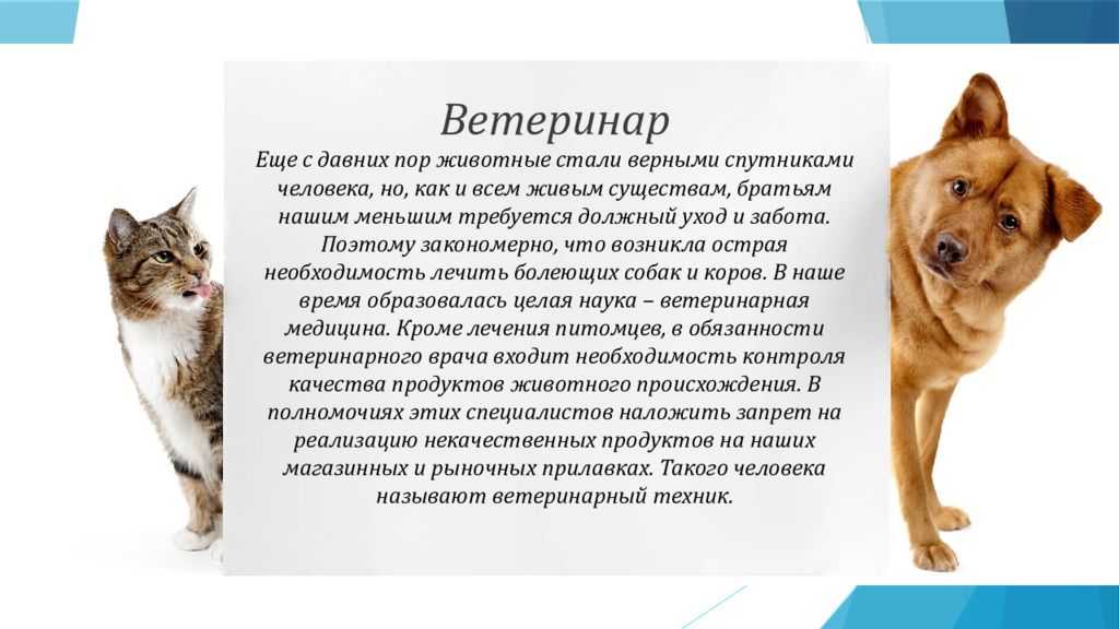 Профессия ветеринар для детей 2 класса проект окружающий мир