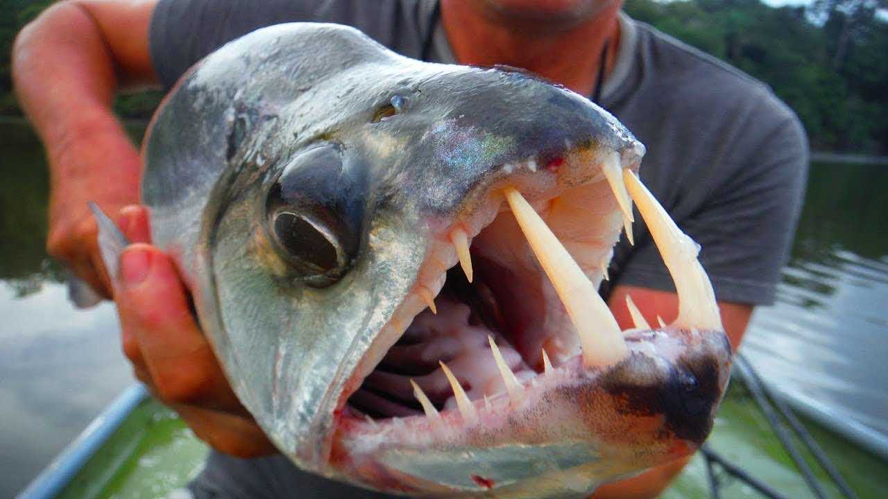 Самых опасных рыб в мире фото