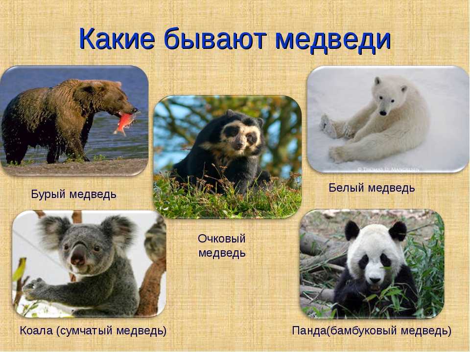 Медведь - 83 фото крупнейшего сухопутного хищника планеты