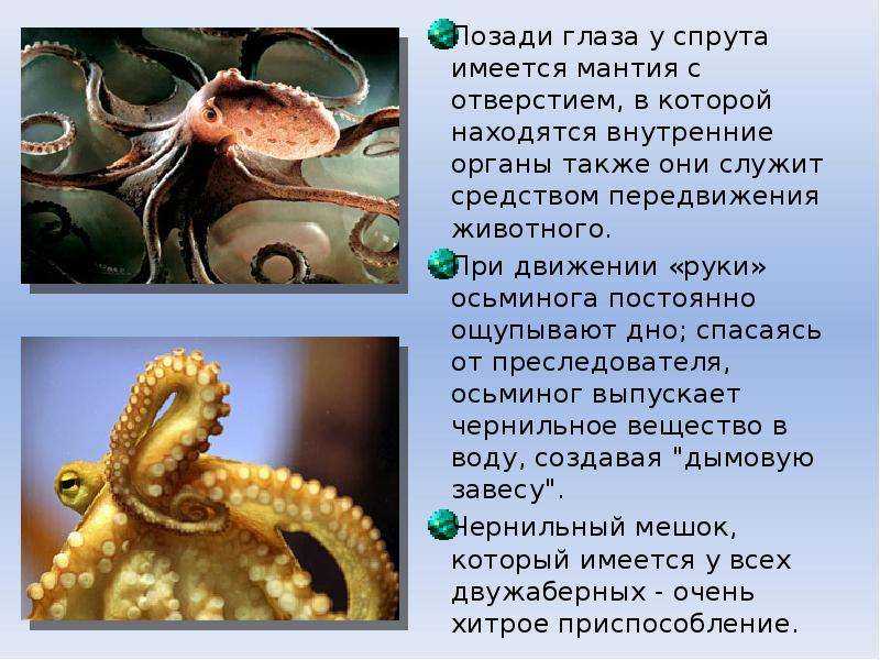 Сердце кита, светофор, лапа орла и другие предметы, размер которых гораздо больше, чем можно предположить (16 фото)