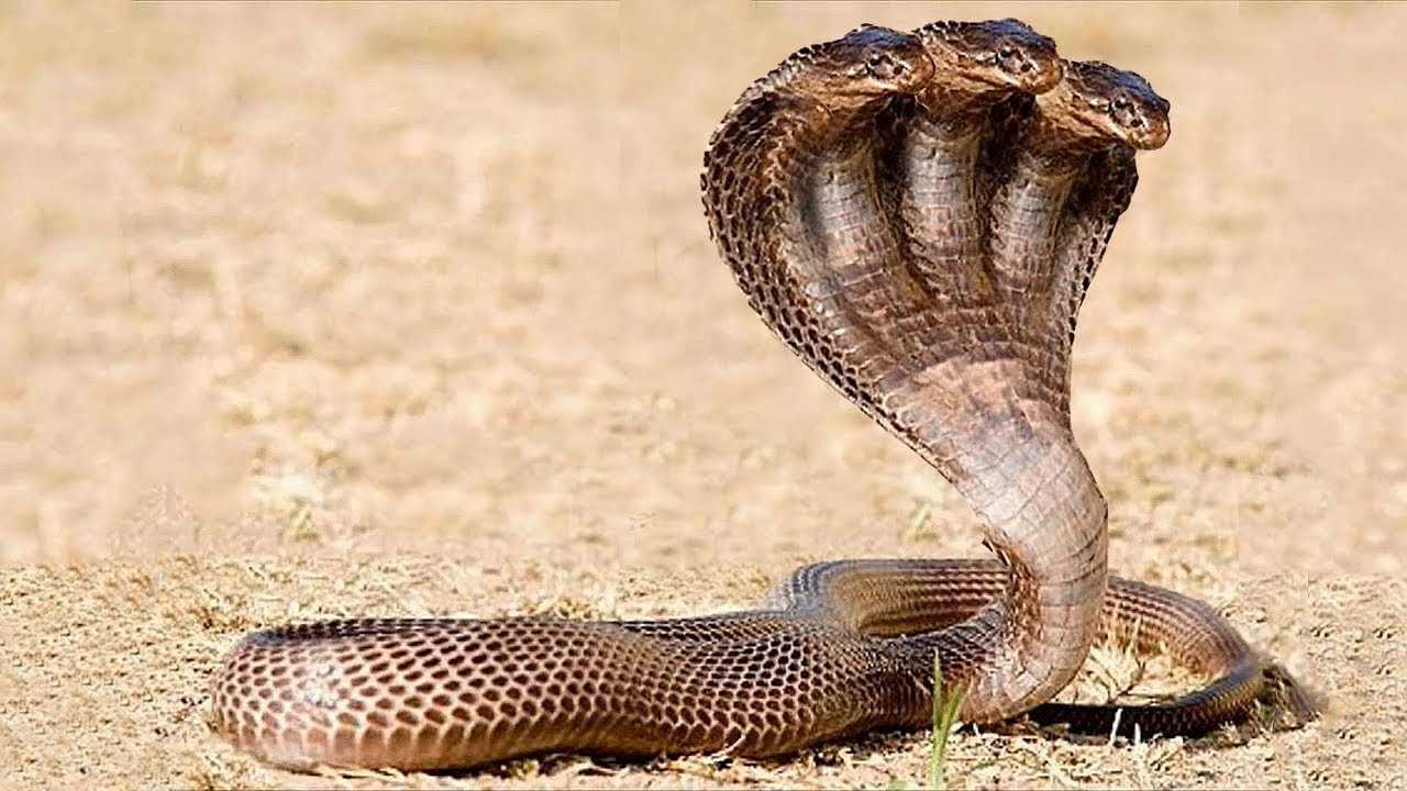 Трехголовая змея