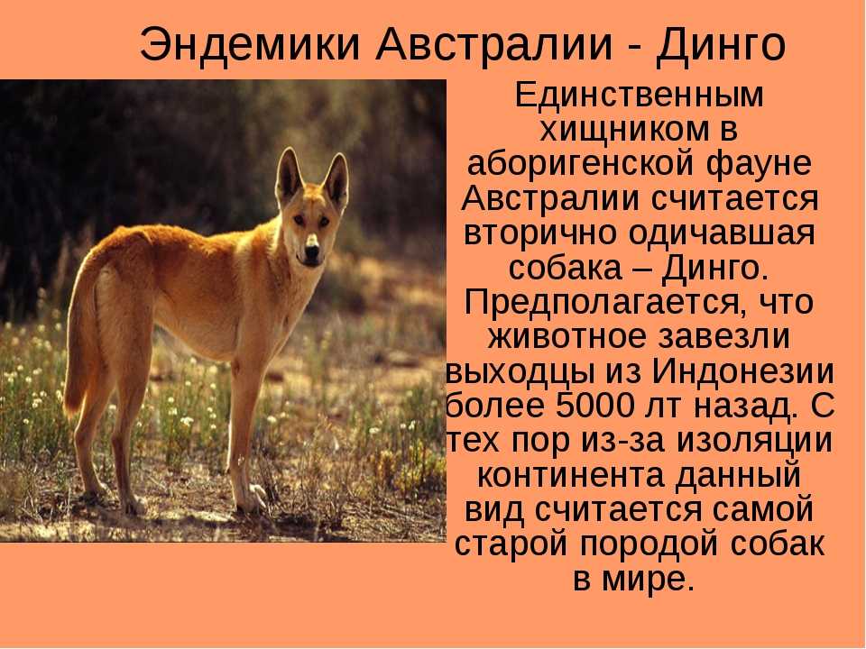 Самые интересные и необычные животные африки