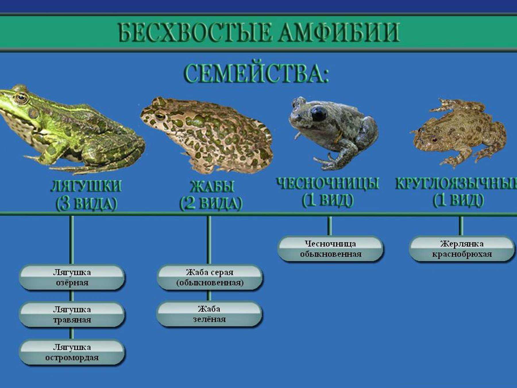 Лягушка в фен шуй: что означает и где должна стоять