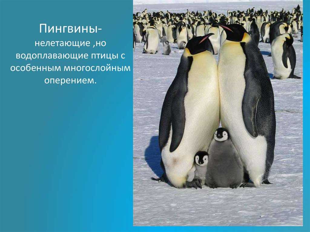 Интересные факты о пингвинах. где живут, что едят и как спят пингвины? :: syl.ru