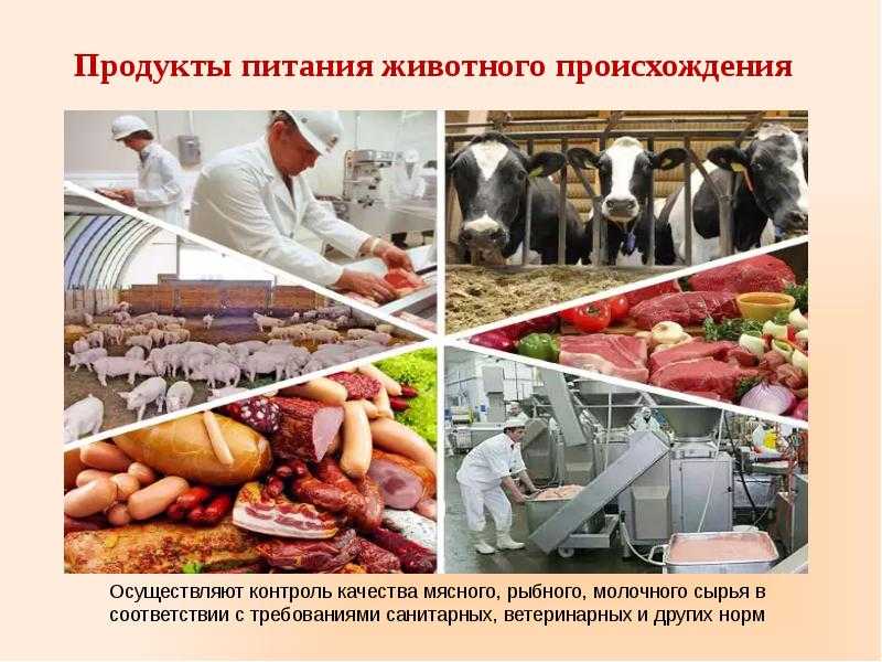 Открываем свою ветеринарную клинику: 5 главных правил