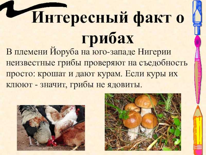 Интересные и удивительные факты о грибах