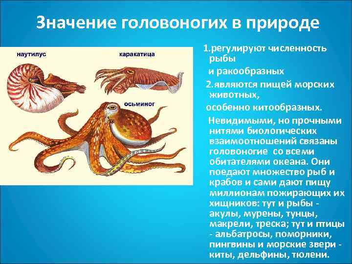 Три примера животных относящихся к моллюскам. Представители класса головоногие моллюски 7 класс. Схема систем органов головоногих.