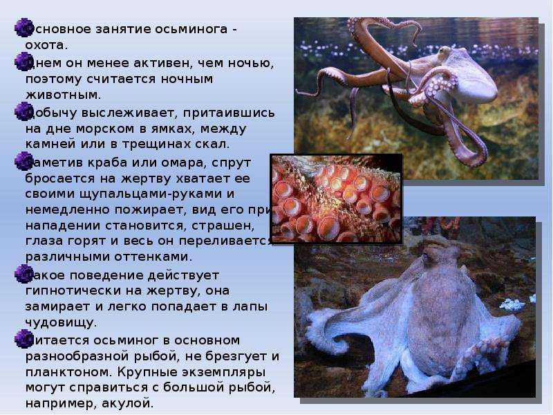 Какие виды животных самые крупные на земле – список, характеристика и фото