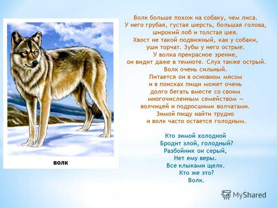 Рассказы про диких животных. Описание волка для детей 1 класса. Рассказ про волка. Волк описание для детей. Рассказ о волке описание.