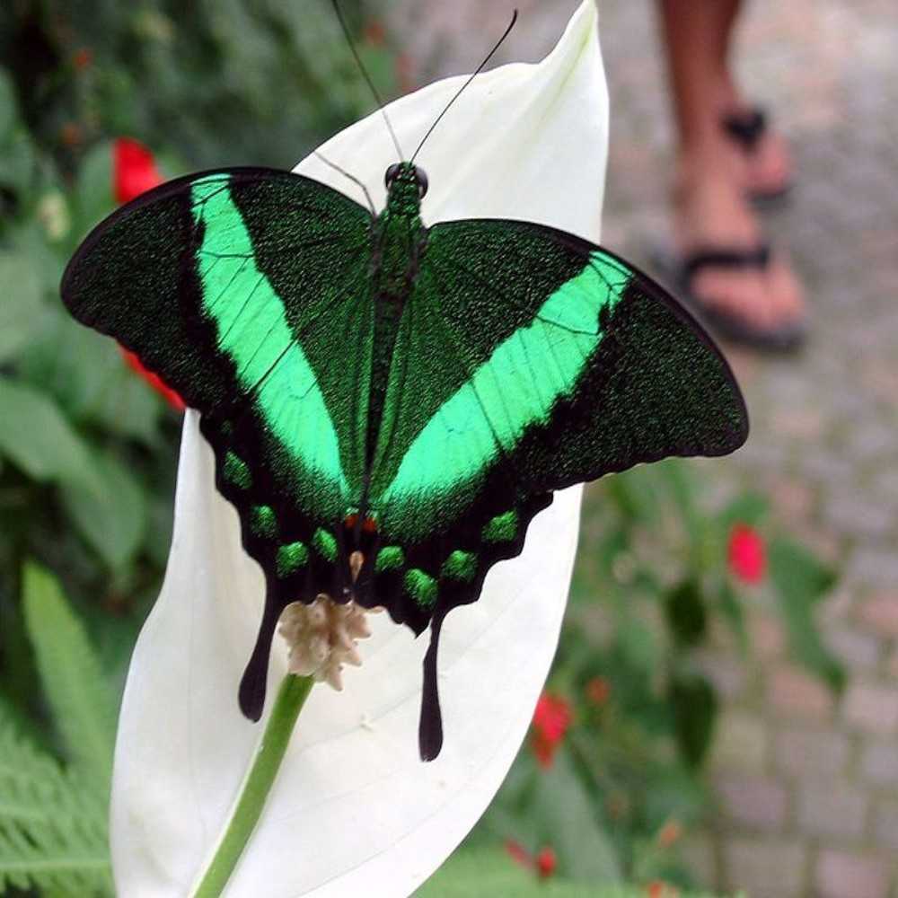 14 самых красивых бабочек: фото, названия, описание