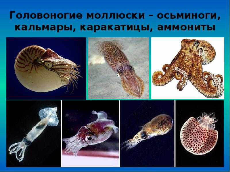 Осьминог – удивительный моллюск