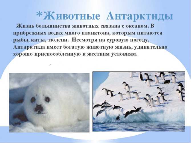 Растительный и животный мир антарктиды – животные и растения, органический мир материка
