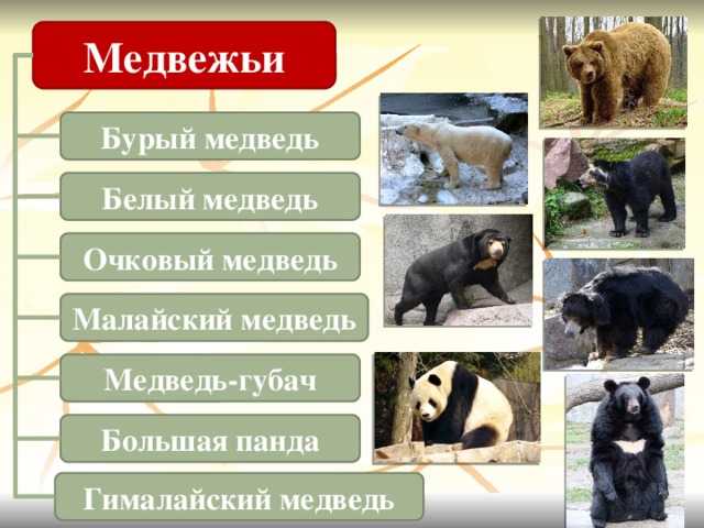 Самые красивые медведи в мире ( + много фото )