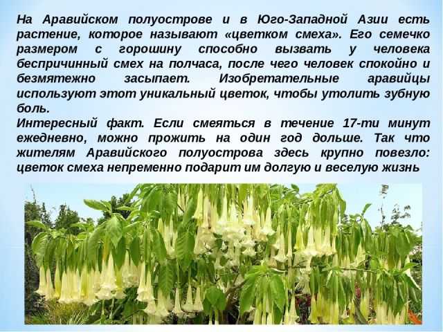 Интересные факты о растениях