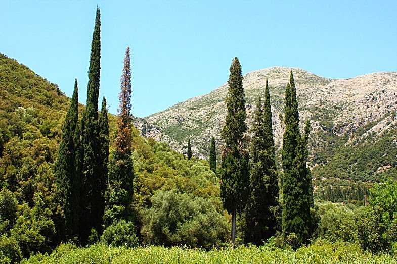 Греческое название растения. Энос нац парк Греция. Маквис Средиземноморья. Растительность Греции.