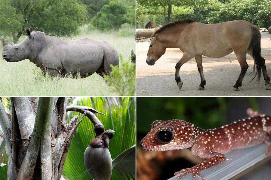 Топ 10 странных представителей животного мира и их фото