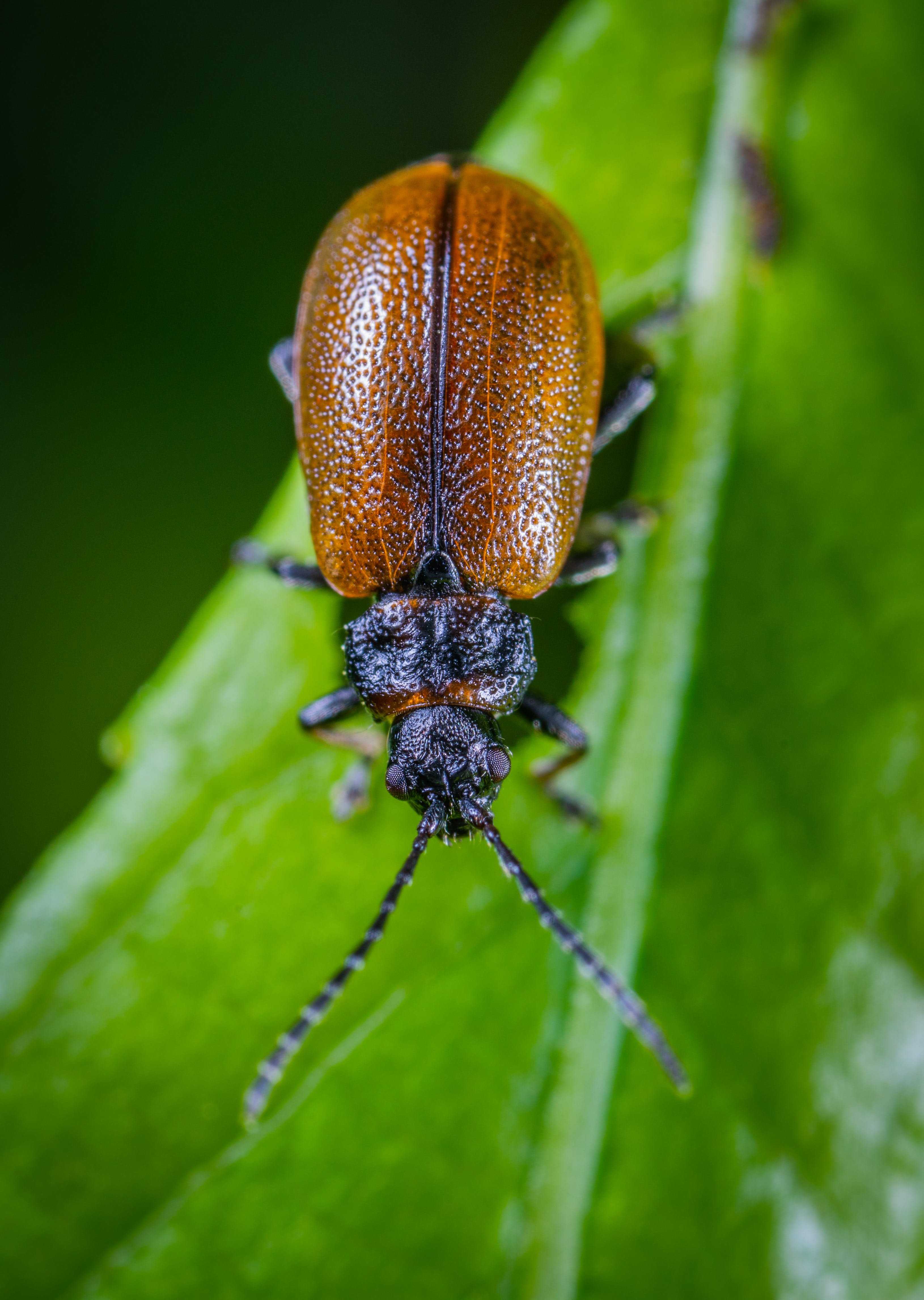 Какие бывают жуки фото и названия