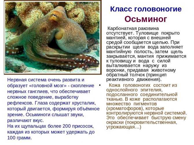 Топ-10 самых больших животных в мире на видео и фото