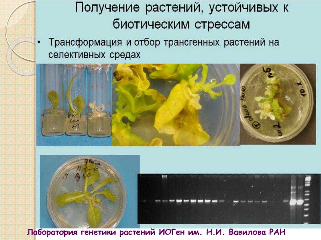 Генетически модифицированные продукты: мифы против фактов