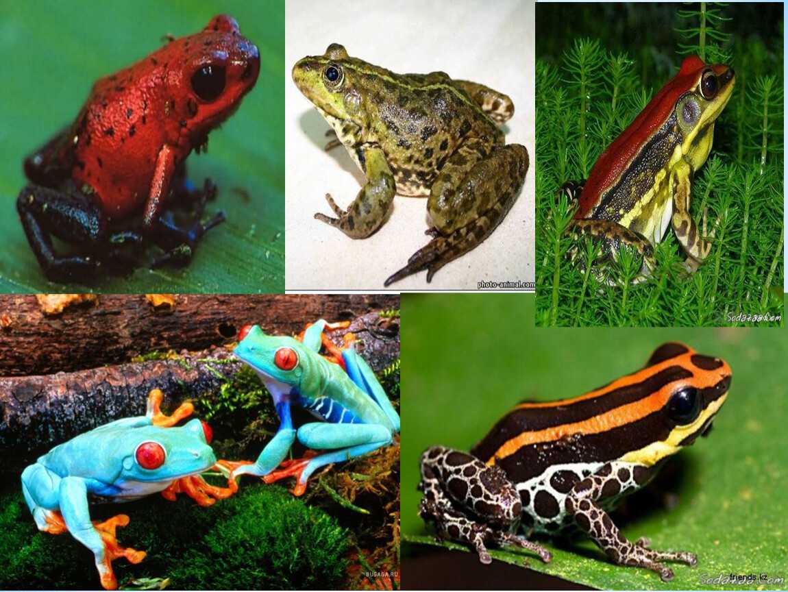 Чем отличается лягушка от ящерицы. Земноводные Тритон жаба. Лягушка жаба Тритон это. Лягушки это земноводные или пресмыкающиеся. Жаба и лягушка это пресмыкающиеся.