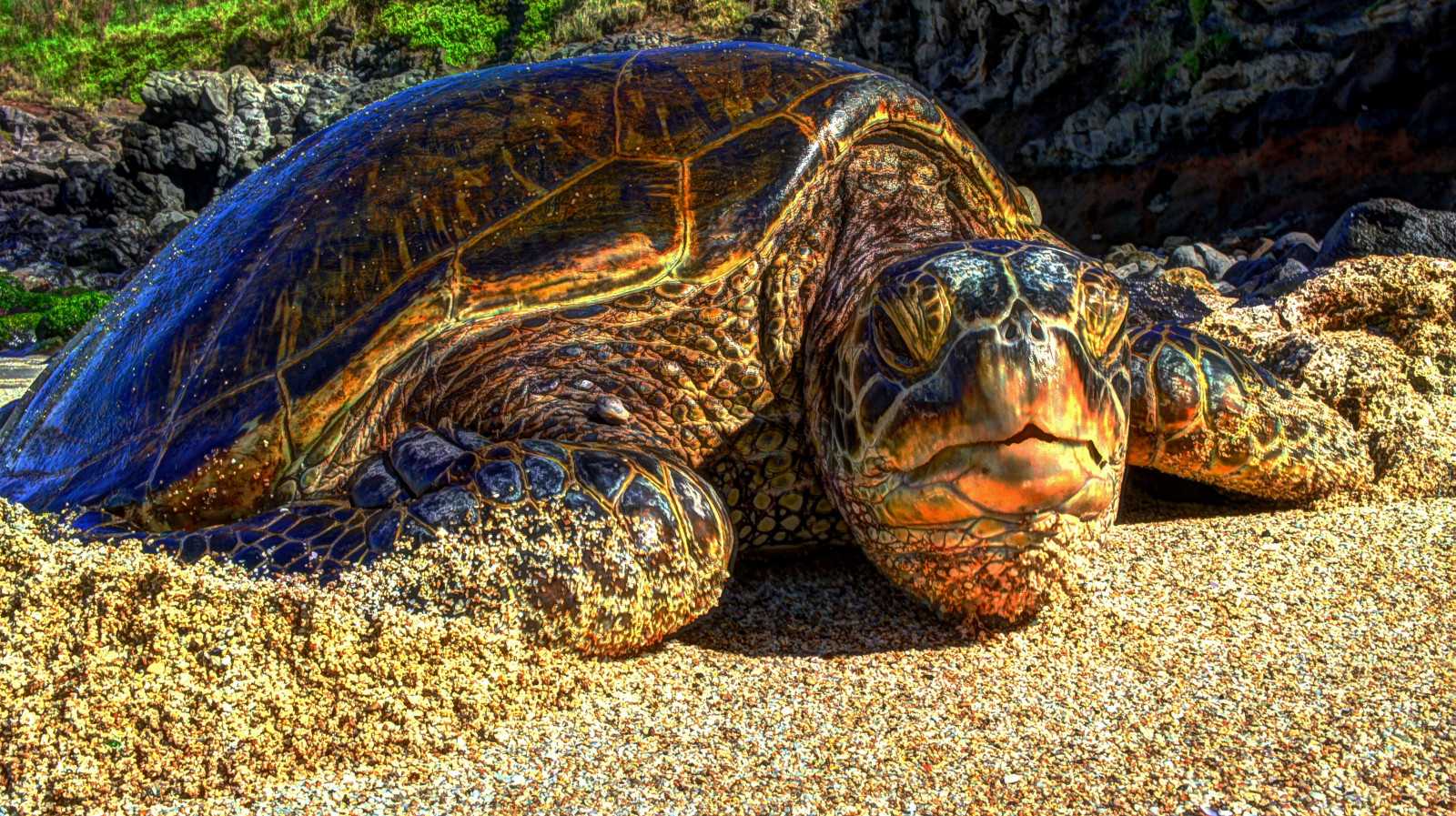 Почему у черепахи отслаивается панцирь