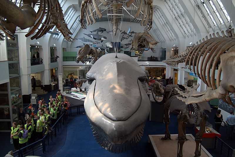 Natural museum перевод