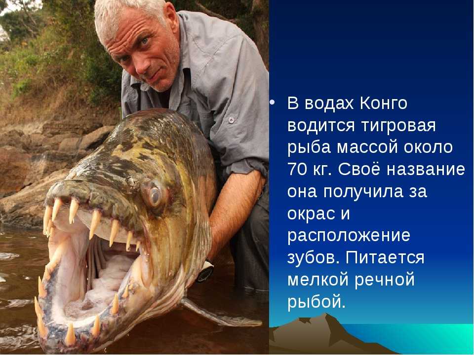 Самый опасный речной хищник. Большая тигровая рыба Голиаф. Самая опасная рыба.